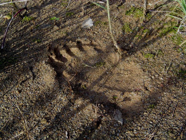 BareFoot (192k image)