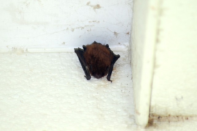 Bat081311 (39k image)