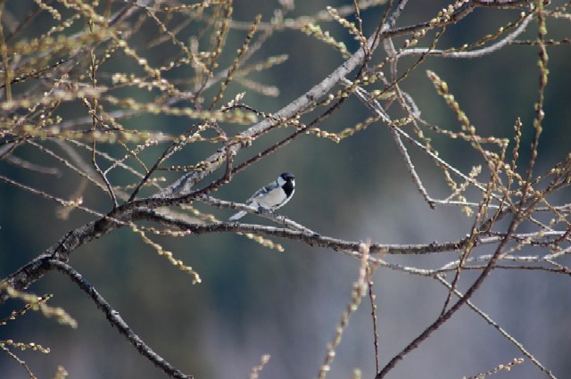 Bird1Apr13 (74k image)