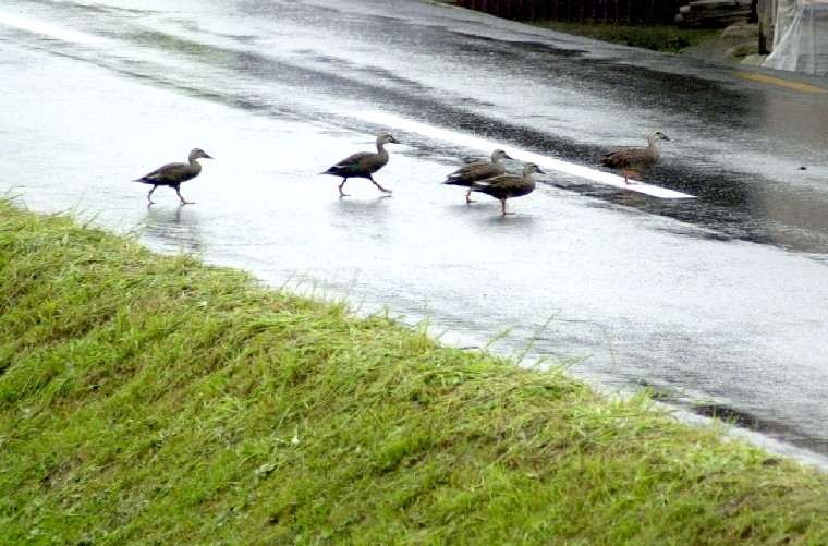 Duck907 (137k image)