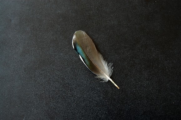 Feather0812 (86k image)