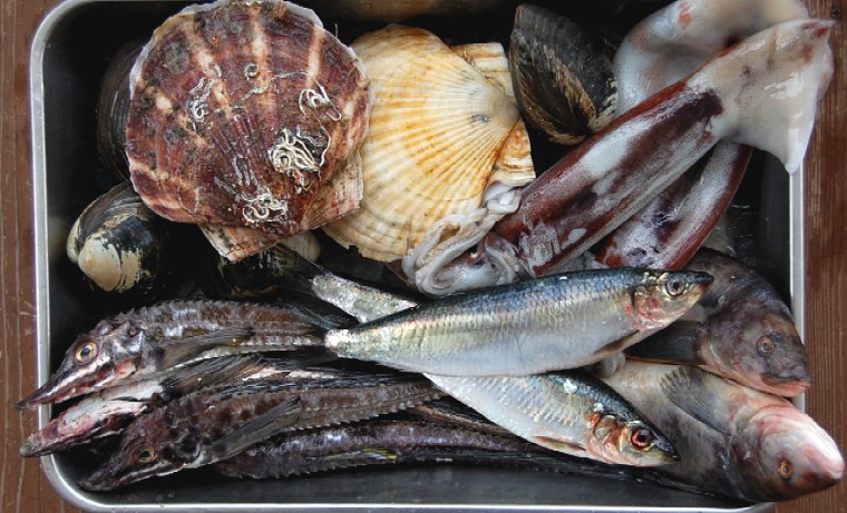 Fish1218 (121k image)