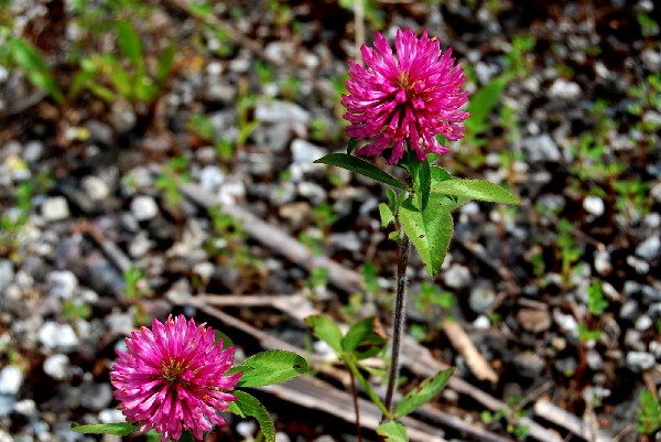 Flower0802g (87k image)