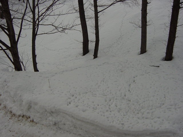 FootPrints (60k image)