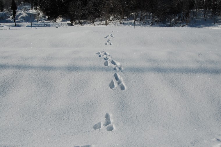 FootPrints1 (96k image)