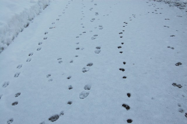 FootPrints1126 (44k image)