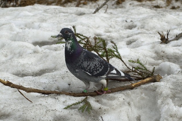 Hato0416 (91k image)