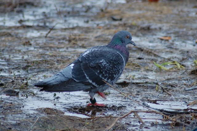 Hato0423 (92k image)