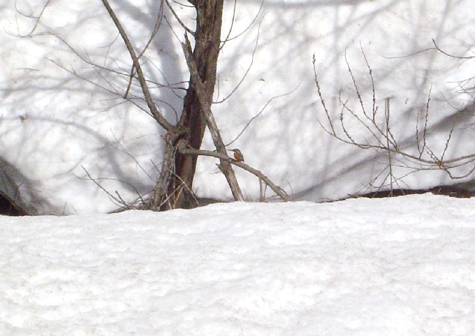 Kingfisher (84k image)