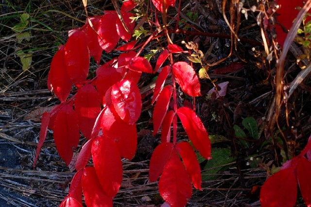 Leaves102309 (101k image)