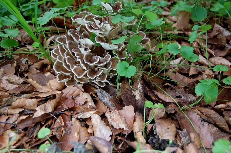 Maitake092213 (181k image)