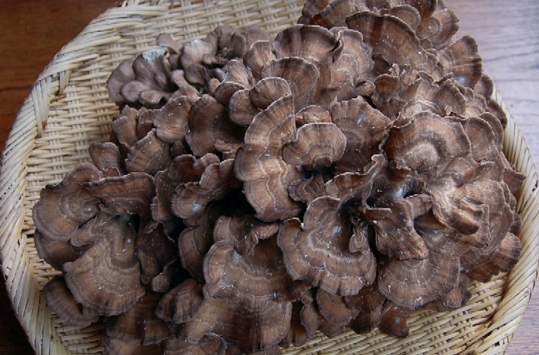 Maitake092409 (128k image)