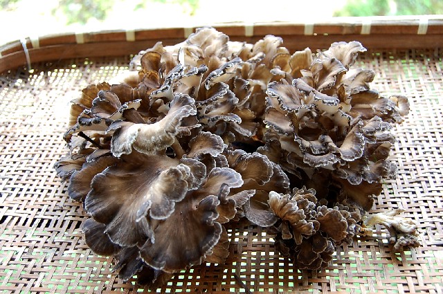 Maitake092511 (136k image)