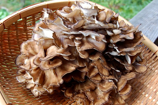 Maitake1012 (111k image)