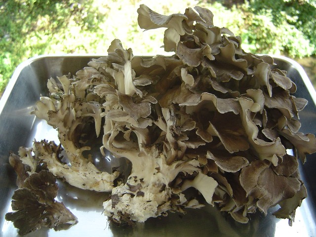 Maitake912 (108k image)