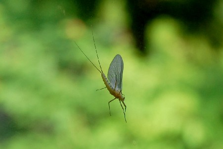 Mayfly0612a (20k image)