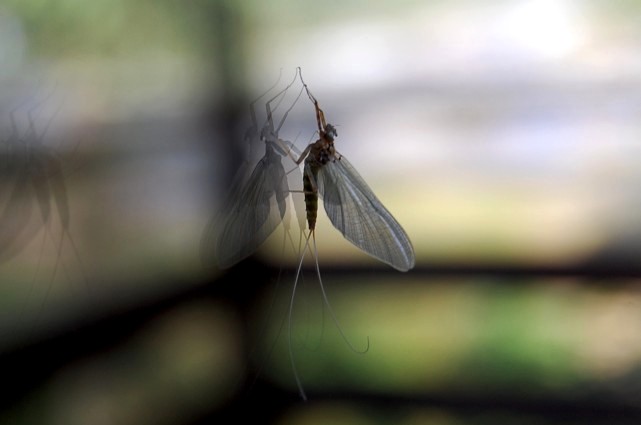 Mayfly1029 (30k image)