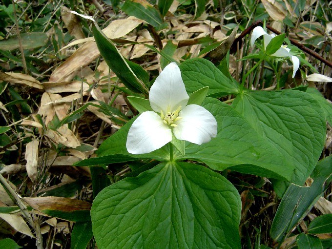 ObanaEnreiso (132k image)