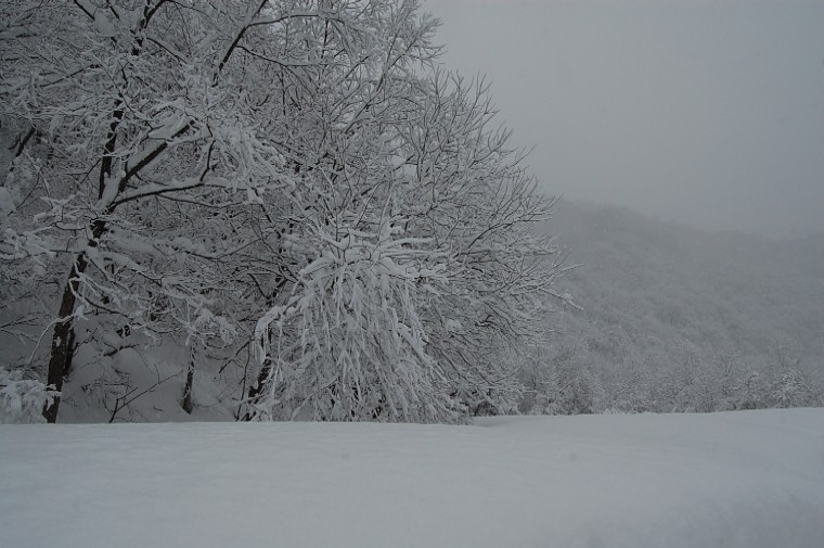 Oisawa011111a (98k image)