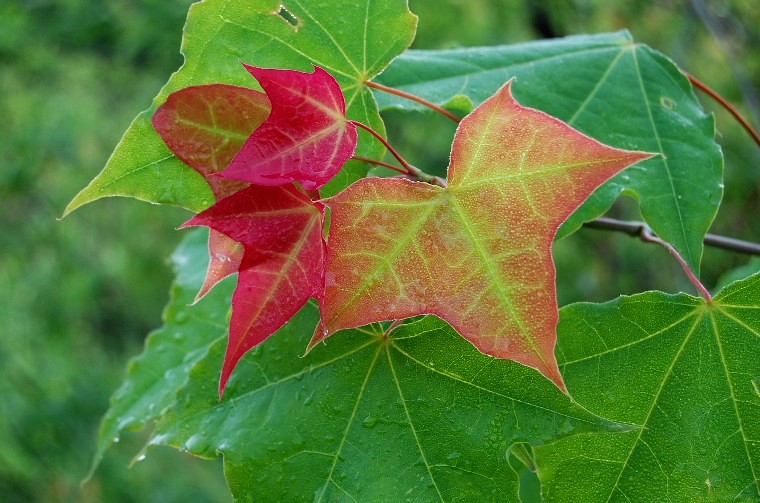 RedLeaves (116k image)