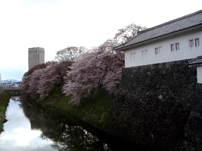 Sakura (99k image)