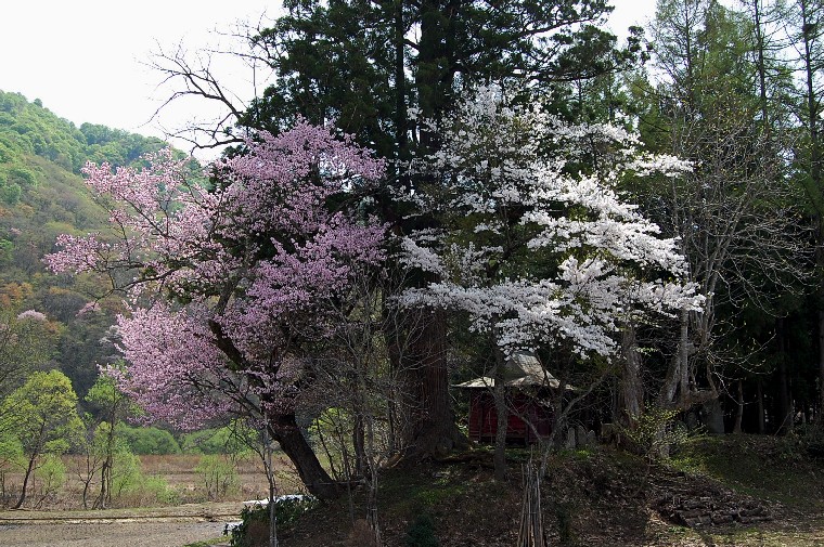 Sakura0504 (214k image)