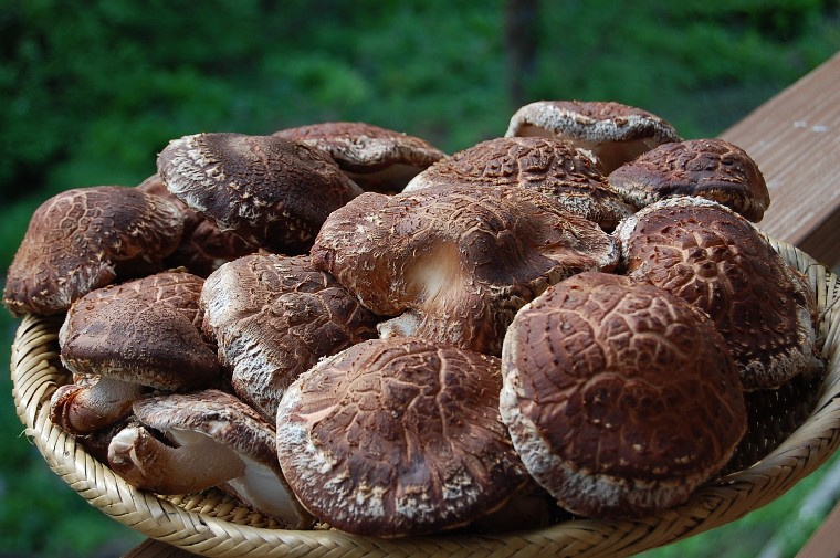 Shiitake0527 (136k image)