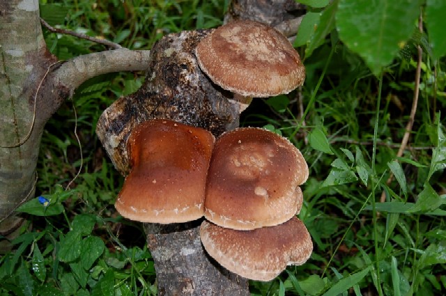 Shiitake0910 (98k image)