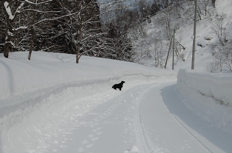 Snow022209b (98k image)