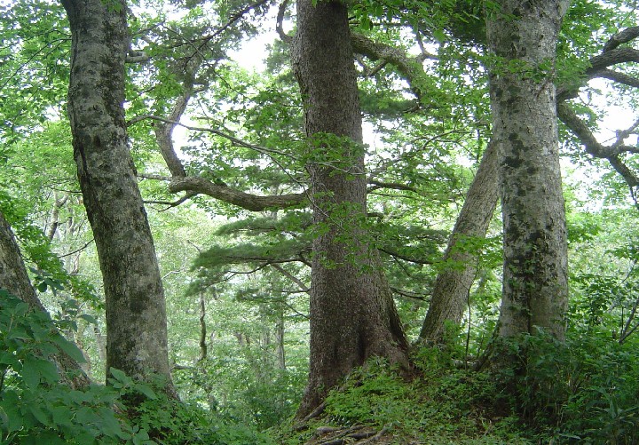 Trees0819 (203k image)