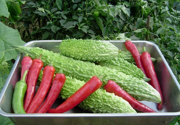 Vegetables0822 (106k image)