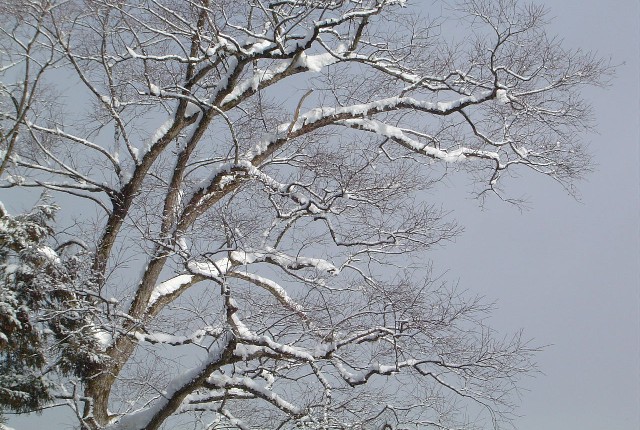 Willow1225 (126k image)