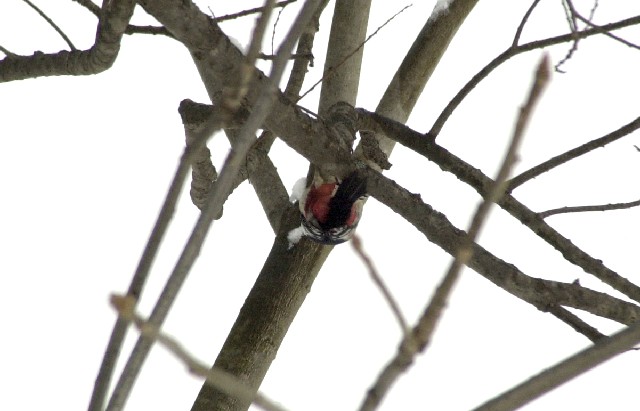 Woodpecker0209 (54k image)